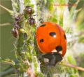 Coccinella septempunctata